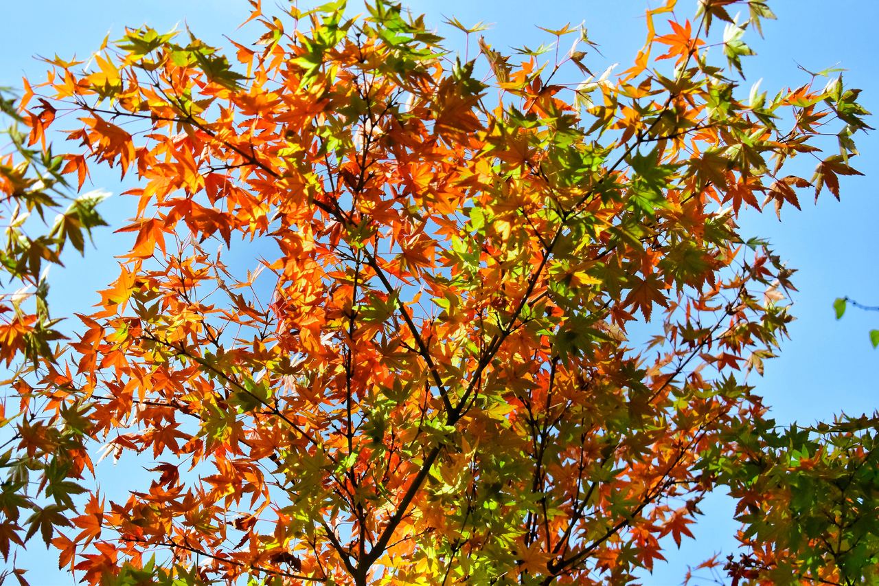 Leaves on a tree | Source: Pexels