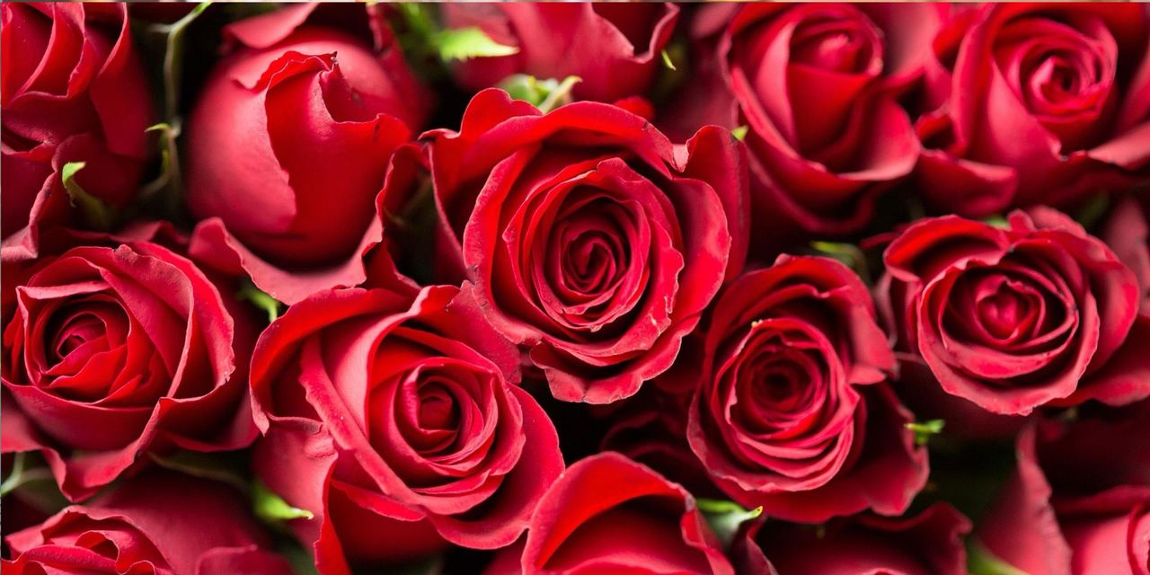 Red roses | Source: Pixabay