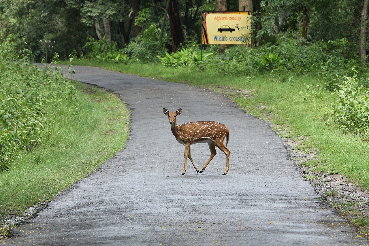 Axis axis crossing the road