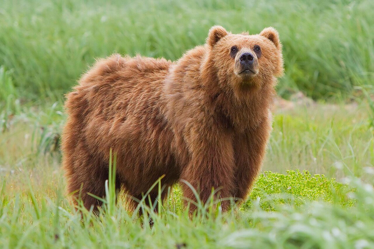 2010-kodiak-bear-1