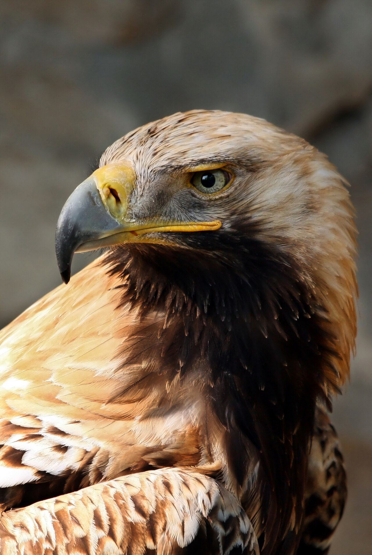 Kaiseradler Aquila heliaca 2 amk