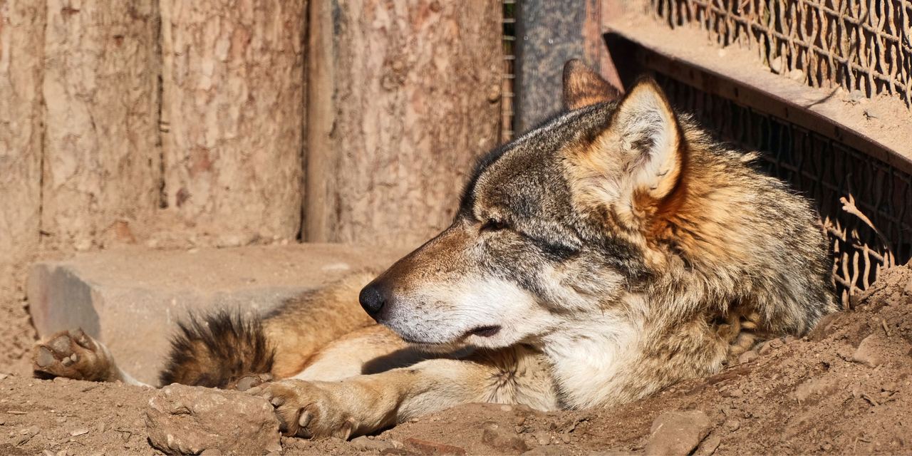 A wolf | Source: Pexels