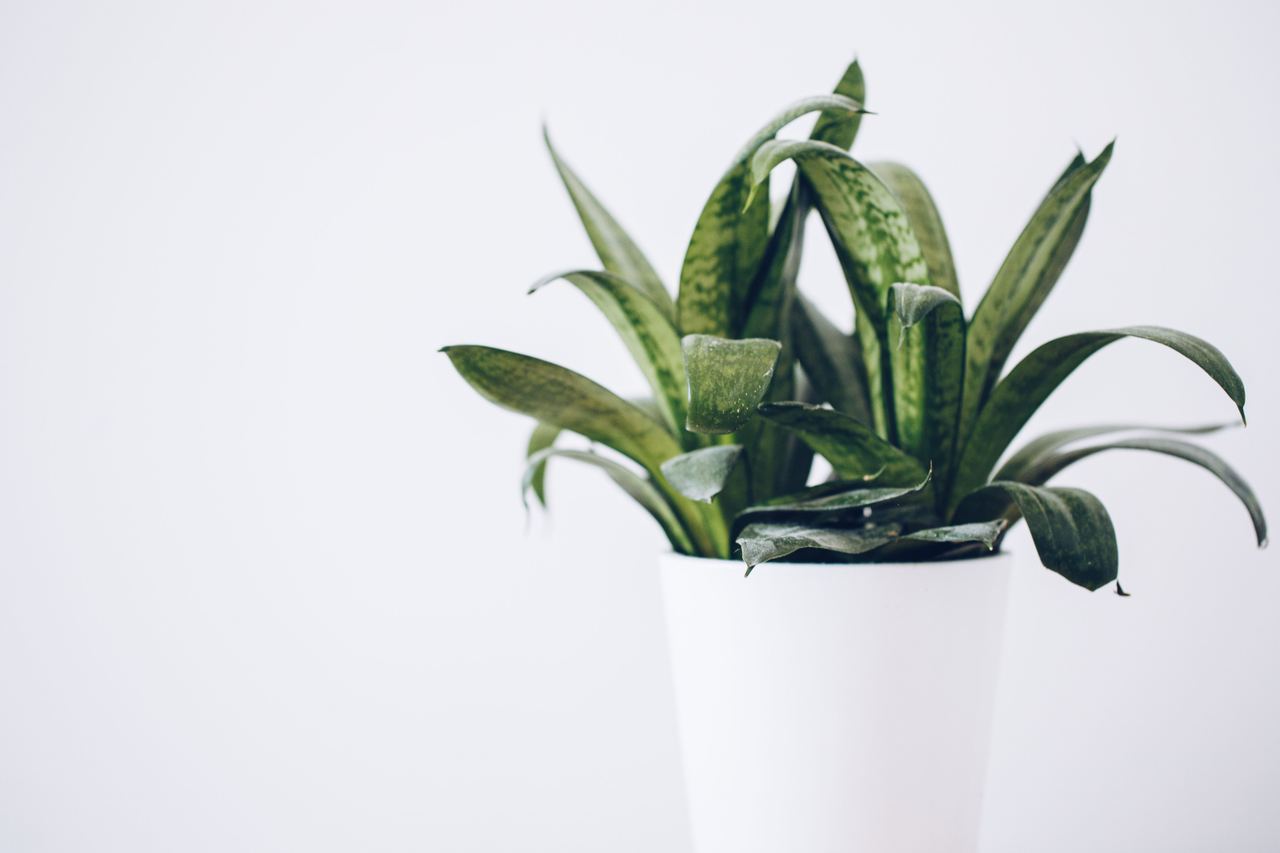 A green plant in a white pot | Source: Pexels