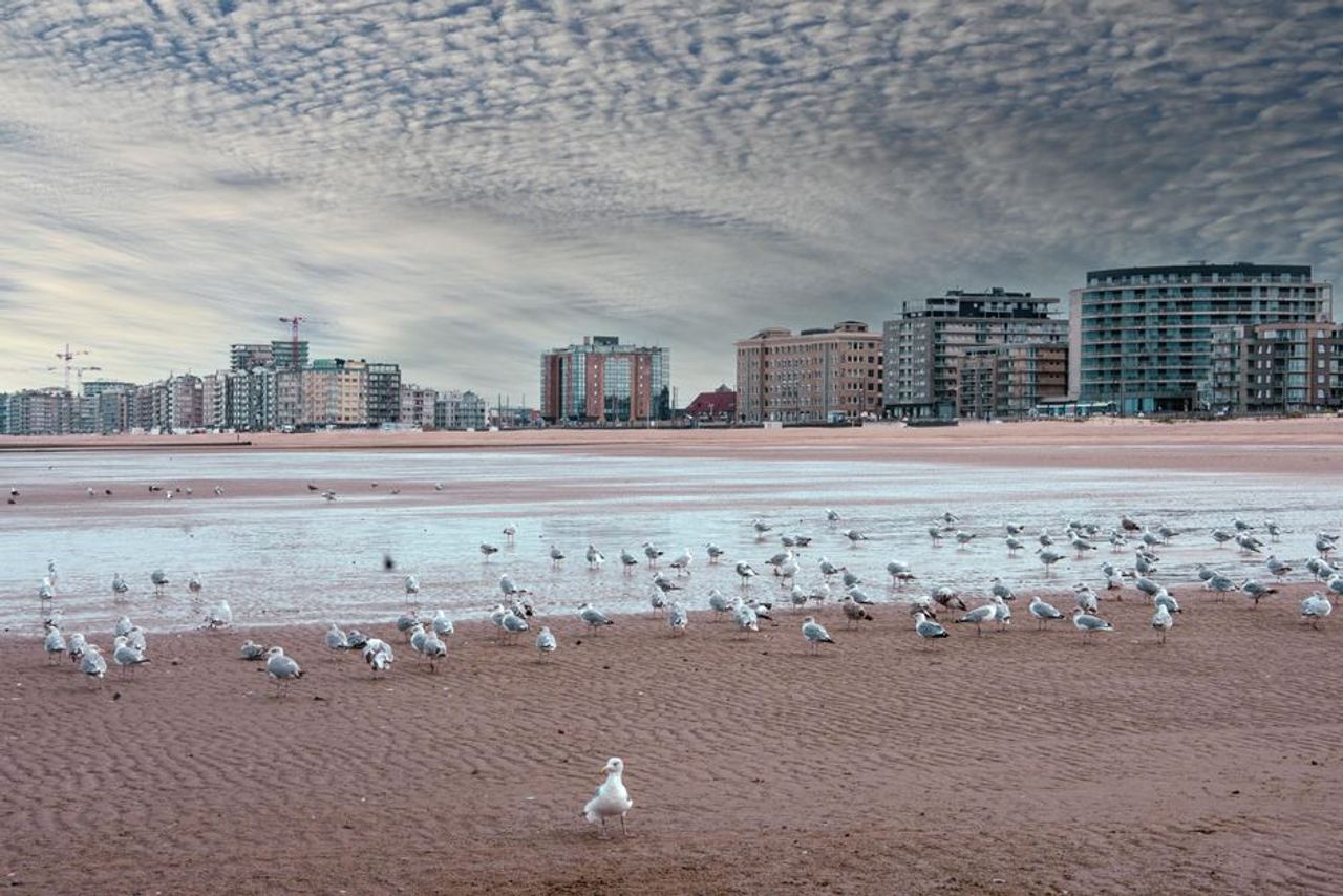 A serene scene with seagulls on the sandy shore of Ostende, Belgium, against a city skyline.