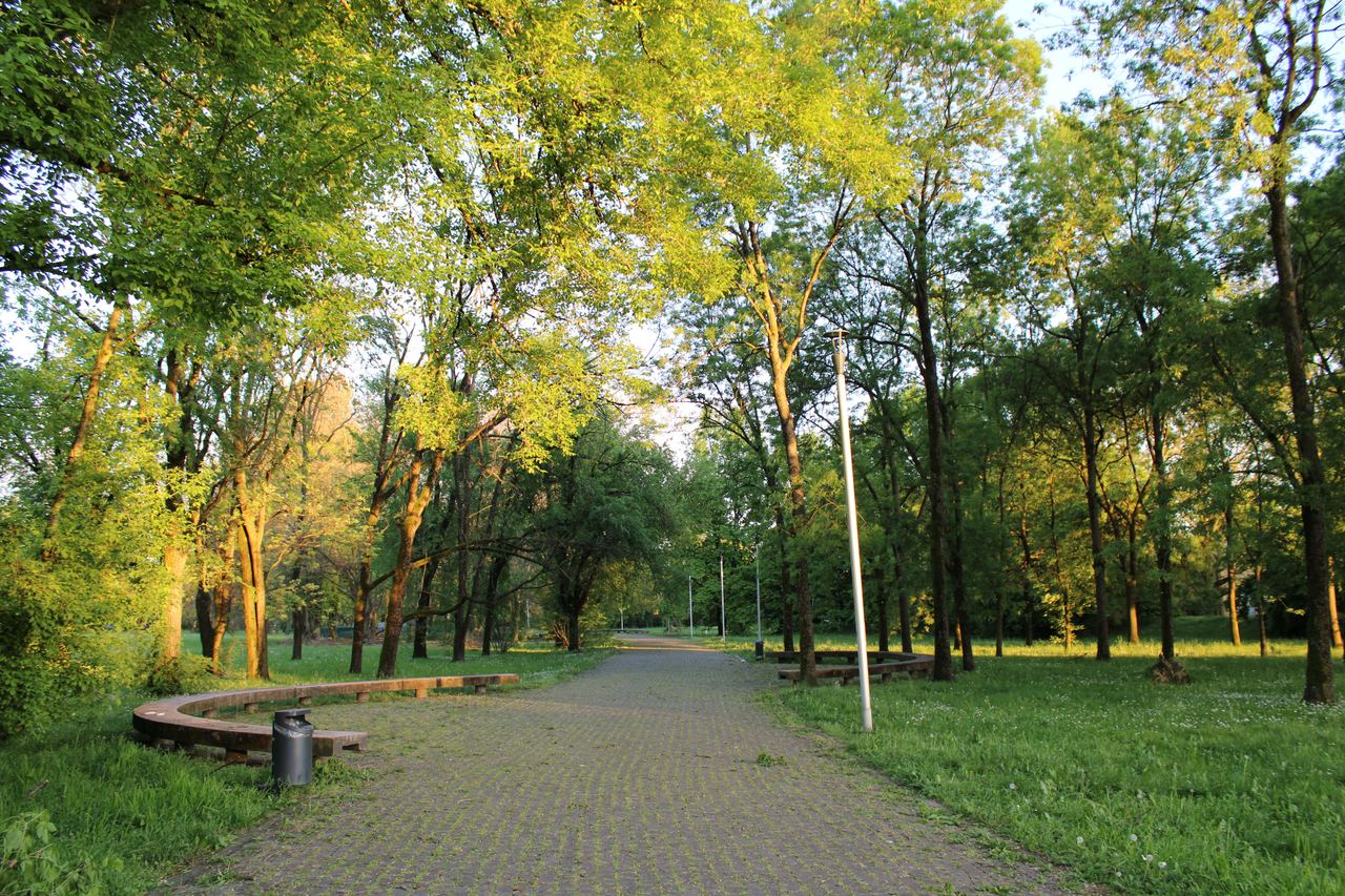 Serene view of the sunny path | Source: Pexels