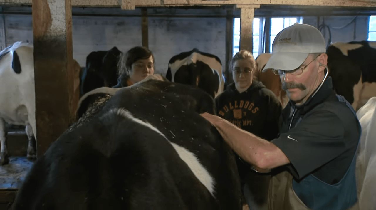 Practitioner Peter Ostrum showcases his expertise alongside his colleagues at a cowshed during a 2011 appearance on "Veterinarians on Call."┃Source: YouTube/VeterinariansonCall