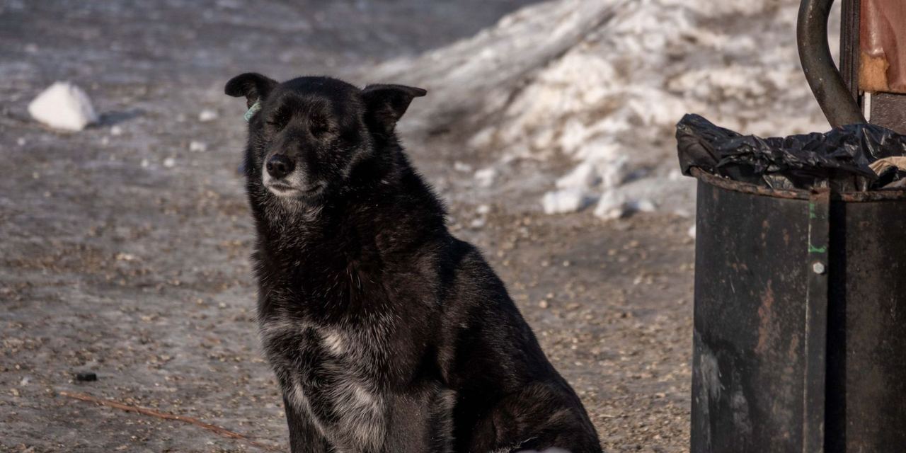 A lonely black dog sits on a snowy city street | Source: Pexels