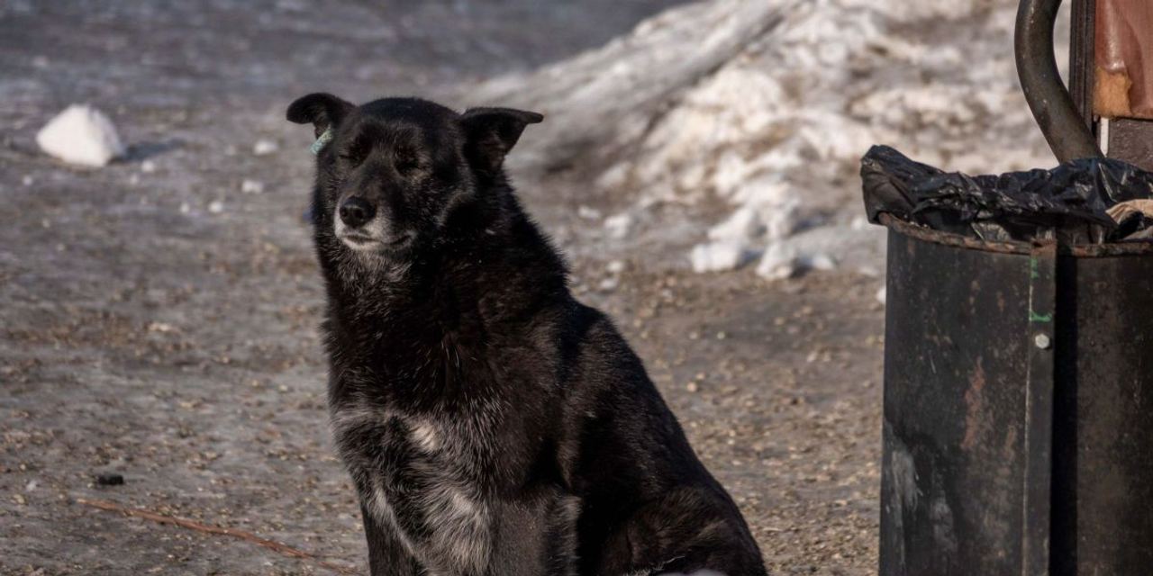 A Strange Dog Sat at My Son's Grave Every Day – One Day, I Decided to Follow It