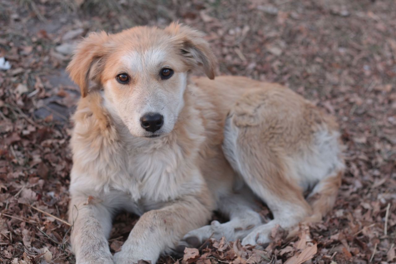 A dog | Source: Pexels