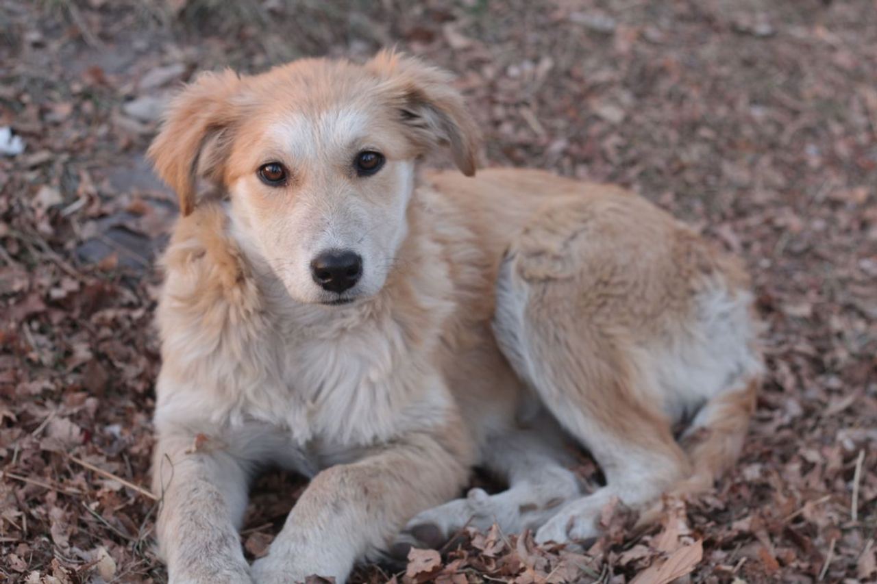 Father Kicked His 8-Year-Old Daughter's Dog Out While She Was at Camp – Two Years Later, the Dog Returned and Changed Th