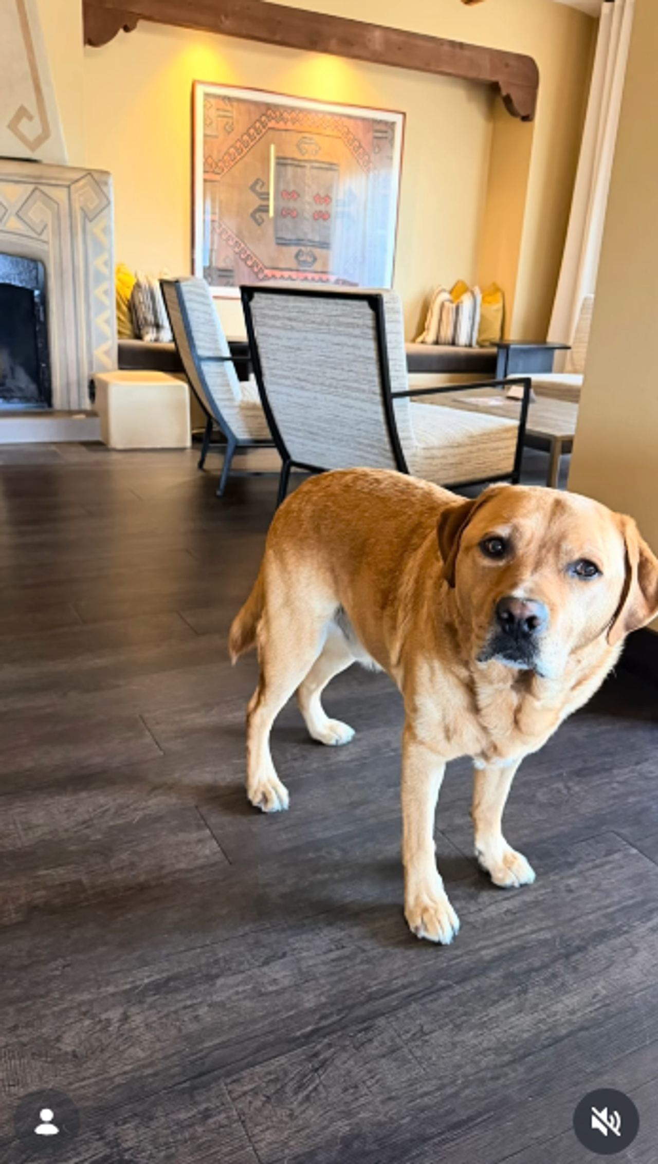 A yellow Labrador retriever looks forward attentively from the middle of a spacious living room on October 11, 2026. Dark timber floorboards set the foundation for a Southwestern-inspired space complete with adobe fireplace detailing, woven wall hangings, and contemporary armchairs. | Source: Instagram/selmablair