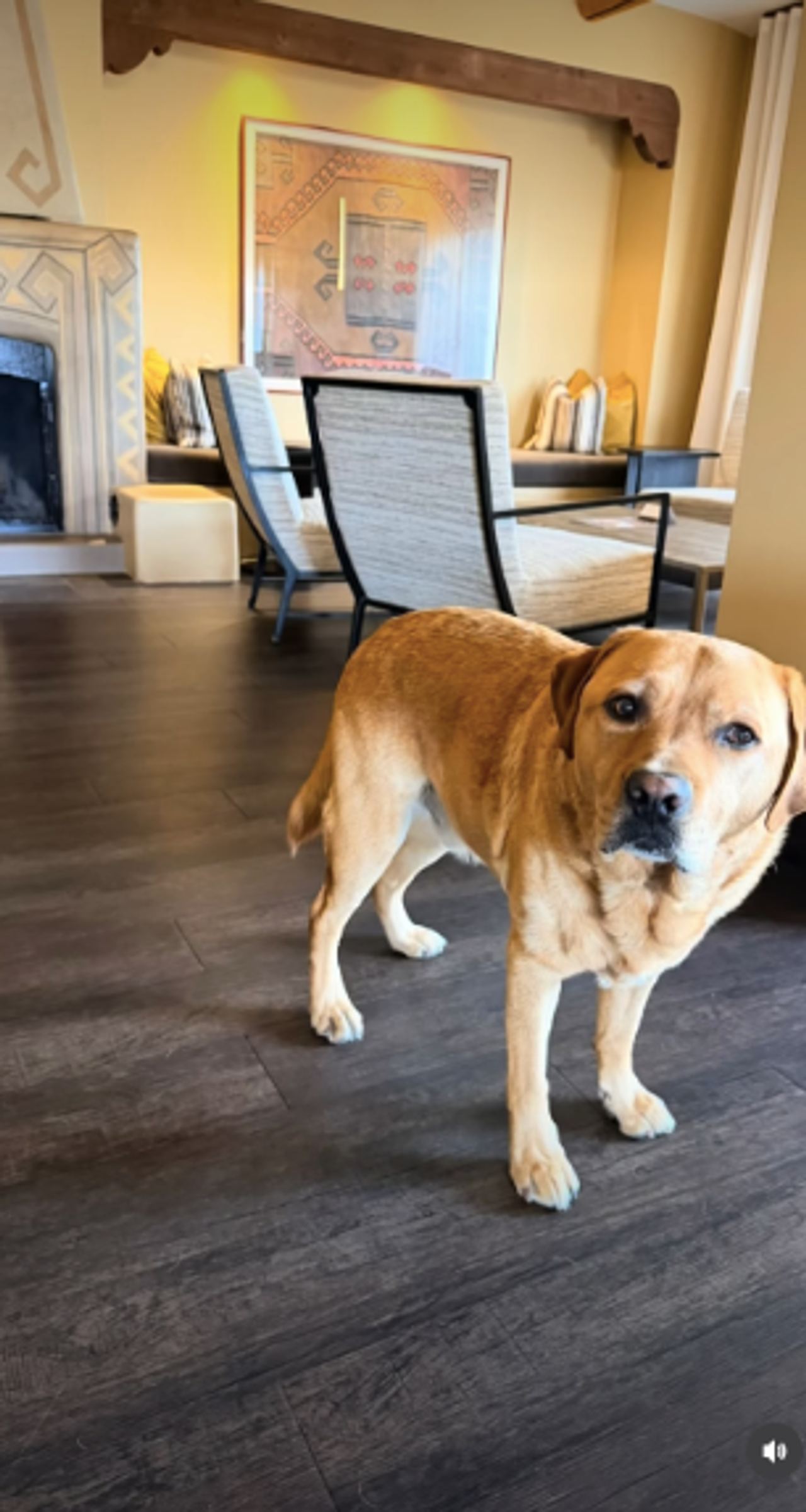 Blair's dog, Scout, also featured in the personal montage, which documented their recent adventures. The actress acknowledged their hectic schedule in her caption, writing, "Scout and I have been busy." | Source: Instagram/selmablair